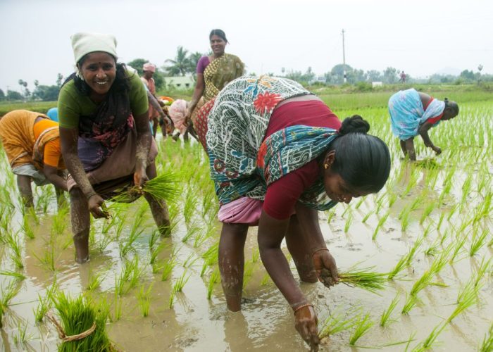 Harnessing-agriculture-as-tool-of-women-empowerment