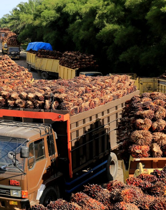 FILE PHOTO: Trucks with palm oil fresh fruit bunches queue for unloading at a factory in West Aceh, Indonesia, May 17, 2022, in this photo taken by Antara Foto.  Antara Foto/Syifa Yulinnas/ via REUTERS